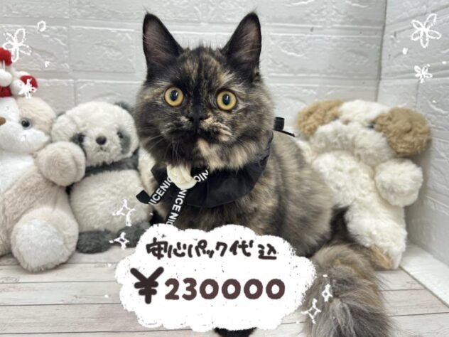 岡山県のラガマフィン (ワンキャラット アミーゴ岡南店/2025年10月19日生まれ/女の子/シールトーティシェル)の子猫の1枚目の画像