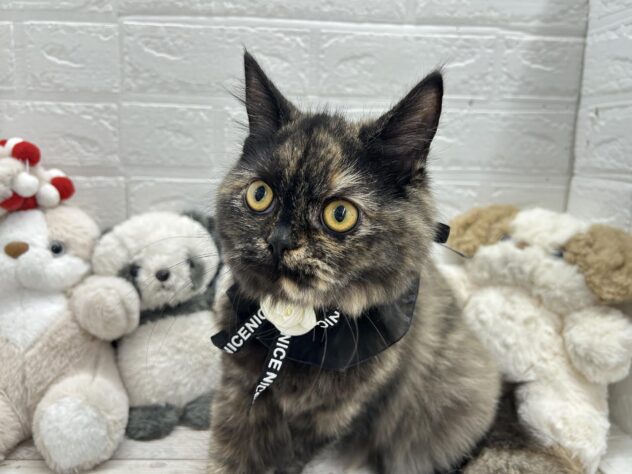 岡山県のラガマフィン (ワンキャラット アミーゴ岡南店/2025年10月19日生まれ/女の子/シールトーティシェル)の子猫の2枚目の画像