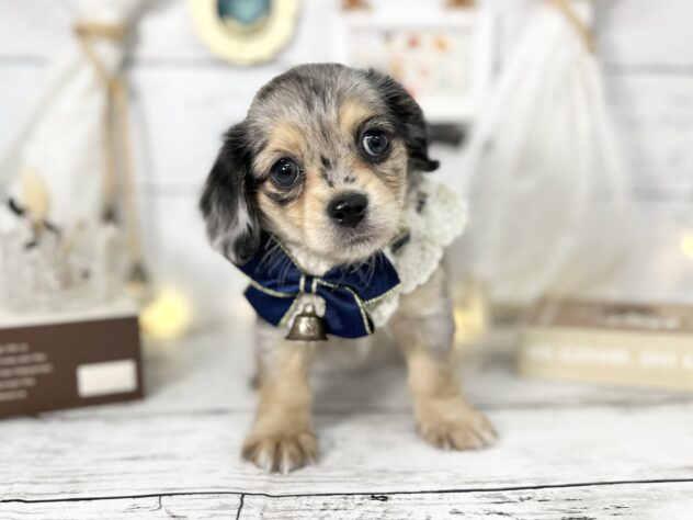 香川県のチワックス(チワワ×ダックス) (ワンキャラット アミーゴ屋島店/2026年1月10日生まれ/女の子/シルバーダップル)の子犬の1枚目の画像