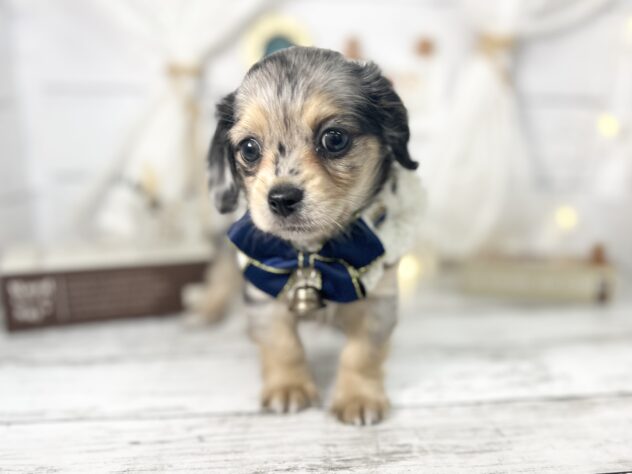 香川県のチワックス(チワワ×ダックス) (ワンキャラット アミーゴ屋島店/2026年1月10日生まれ/女の子/シルバーダップル)の子犬の2枚目の画像