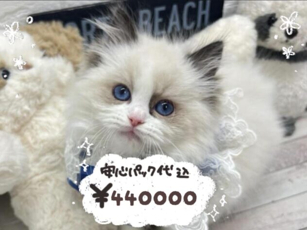 岡山県のラグドール (ワンキャラット アミーゴ岡南店/2026年1月11日生まれ/男の子/シールポイント)の子猫の1枚目の画像