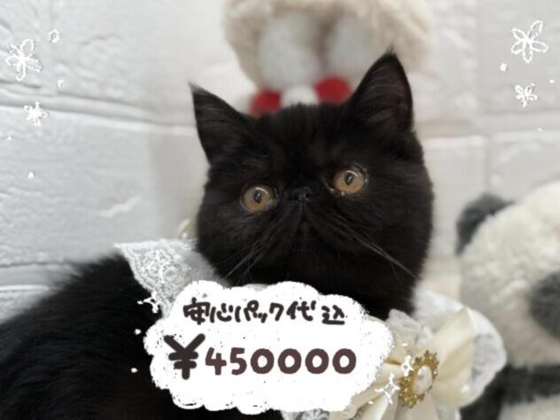 岡山県のエキゾチック (ワンキャラット アミーゴ岡南店/2026年1月9日生まれ/女の子/01 ブラック系)の子猫の1枚目の画像