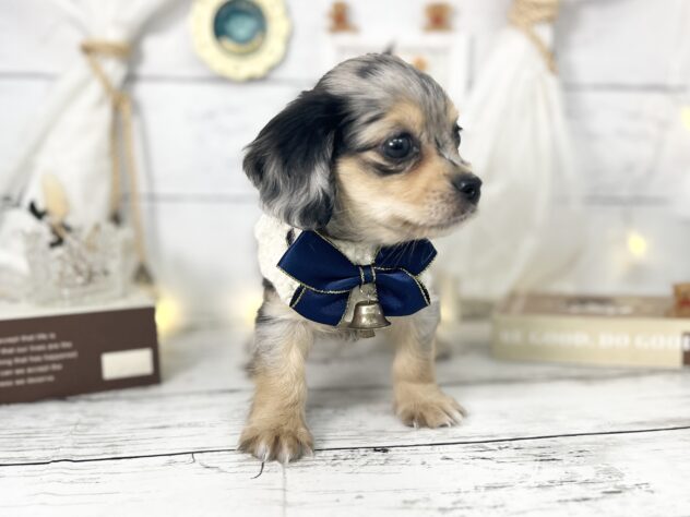 香川県のチワックス(チワワ×ダックス) (ワンキャラット アミーゴ屋島店/2026年1月10日生まれ/女の子/シルバーダップル)の子犬の3枚目の画像