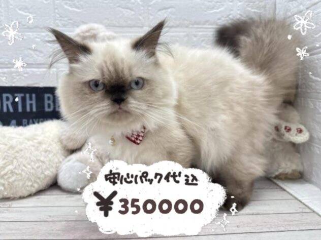 岡山県のヒマラヤン (ワンキャラット アミーゴ岡南店/2025年10月4日生まれ/女の子/シールポイント)の子猫の1枚目の画像