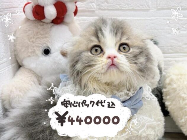 岡山県のスコティッシュフォールド (ワンキャラット アミーゴ岡南店/2026年1月24日生まれ/男の子/ブルークラシックタビーホワイト)の子猫の1枚目の画像