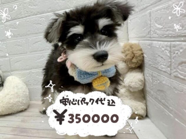 岡山県のミニチュアシュナウザー (ワンキャラット アミーゴ岡南店/2025年12月16日生まれ/男の子/ブラックシルバー)の子犬の1枚目の画像