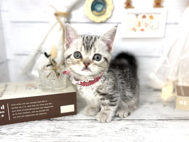 2026年1月10日生まれのマンチカン