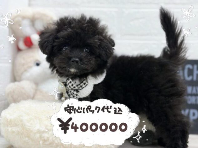 岡山県のハーフ犬・ミックス犬 (ワンキャラット アミーゴ岡南店/2026年1月21日生まれ/男の子/ブラック)の子犬の1枚目の画像