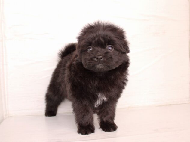 兵庫県のハーフ犬・ミックス犬 (ペット・プラザ アミーゴ神戸灘店/2026年1月8日生まれ/女の子/ブラック)の子犬の4枚目の画像