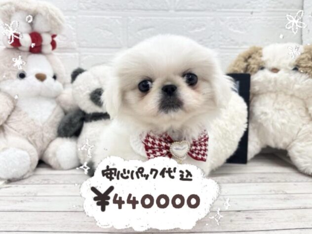 岡山県のペキニーズ (ワンキャラット アミーゴ岡南店/2026年1月28日生まれ/女の子/ホワイト)の子犬の1枚目の画像