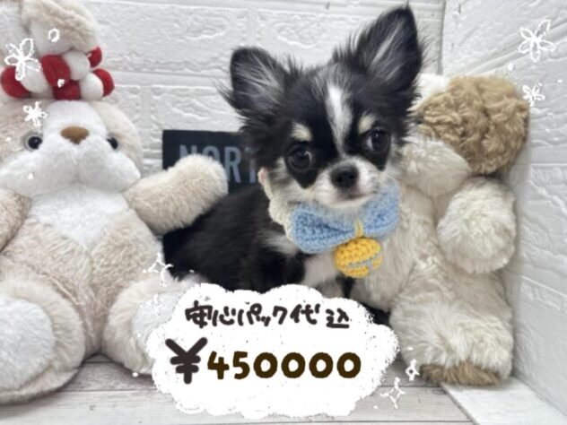 岡山県のチワワ(ロング) (ワンキャラット アミーゴ岡南店/2025年11月27日生まれ/男の子/ブラックタンホワイト)の子犬の1枚目の画像