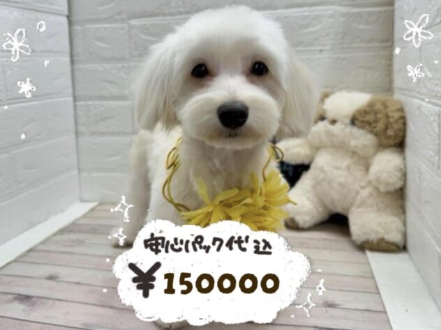 岡山県のハーフ犬・ミックス犬 (ワンキャラット アミーゴ岡南店/2025年8月11日生まれ/女の子/クリーム)の子犬の1枚目の画像