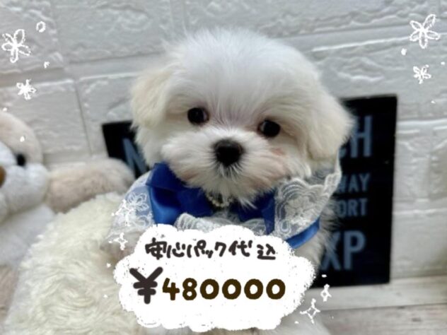 岡山県のマルチーズ (ワンキャラット アミーゴ岡南店/2026年1月27日生まれ/男の子/ホワイト)の子犬の1枚目の画像