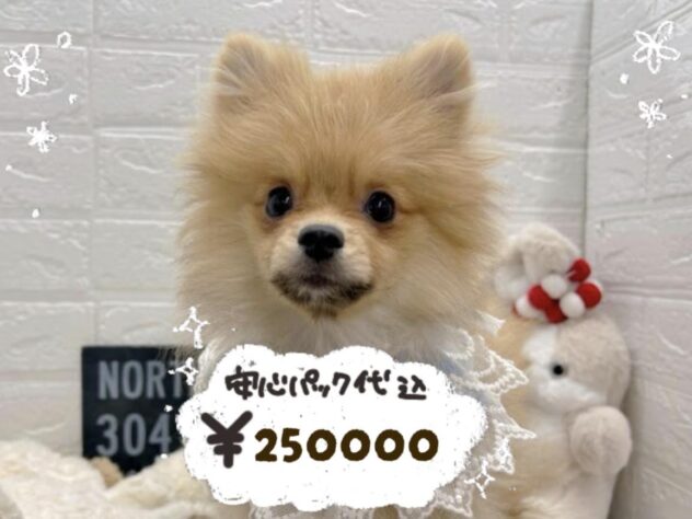 岡山県のポメラニアン (ワンキャラット アミーゴ岡南店/2025年10月12日生まれ/男の子/オレンジ)の子犬の1枚目の画像