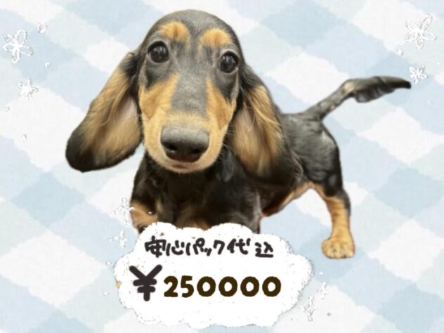 岡山県のカニンヘンダックスフンド(ロング) (ワンキャラット アミーゴ岡南店/2025年11月3日生まれ/男の子/ブラックタン)の子犬の1枚目の画像