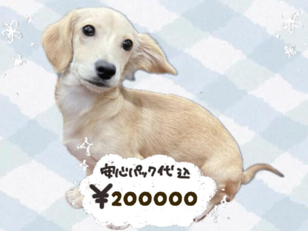 岡山県のハーフ犬・ミックス犬 (ワンキャラット アミーゴ岡南店/2025年10月27日生まれ/男の子/クリーム)の子犬の1枚目の画像