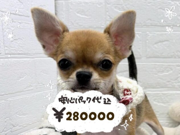 岡山県のチワワ(ロング) (ワンキャラット アミーゴ岡南店/2025年11月21日生まれ/女の子/セーブルホワイト)の子犬の1枚目の画像