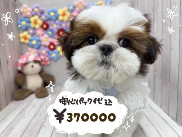 岡山県のシーズー (ワンキャラット アミーゴ岡南店/2025年12月25日生まれ/男の子/ゴールドホワイト)の子犬の1枚目の画像