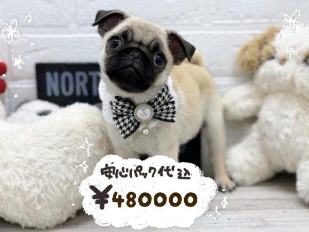 岡山県のパグ (ワンキャラット アミーゴ岡南店/2026年1月8日生まれ/女の子/フォーン)の子犬の1枚目の画像