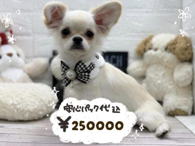 岡山県のハーフ犬・ミックス犬 (ワンキャラット アミーゴ岡南店/2025年11月15日生まれ/女の子/ホワイト)の子犬の1枚目の画像