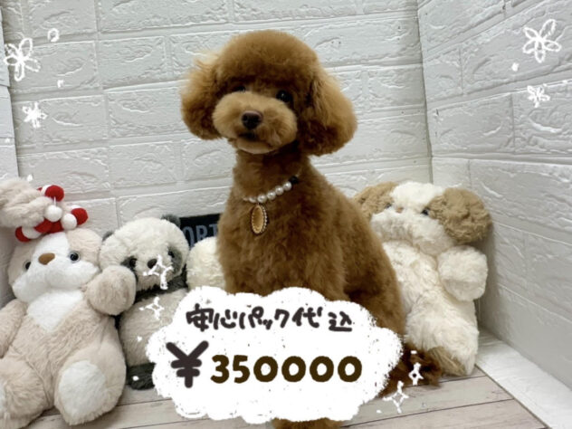 岡山県のトイプードル(トイ) (ワンキャラット アミーゴ岡南店/2025年7月23日生まれ/女の子/レッドフォーン)の子犬