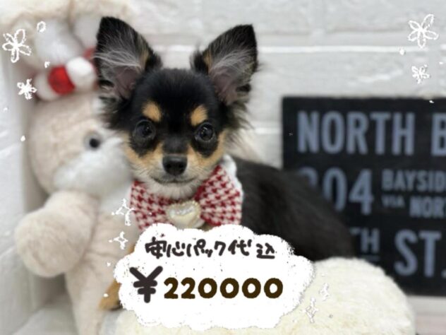 岡山県のハーフ犬・ミックス犬 (ワンキャラット アミーゴ岡南店/2025年11月6日生まれ/女の子/ブラックタン)の子犬の1枚目の画像