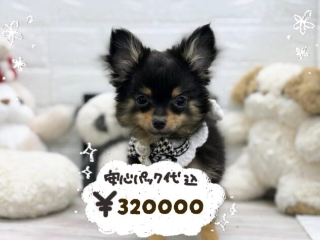 岡山県のハーフ犬・ミックス犬 (ワンキャラット アミーゴ岡南店/2025年12月23日生まれ/女の子/ブラックタン)の子犬の1枚目の画像