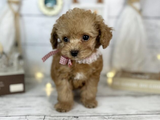 香川県のトイプードル(トイ) (ワンキャラット アミーゴ屋島店/2026年1月12日生まれ/女の子/オレンジフォーン)の子犬の4枚目の画像