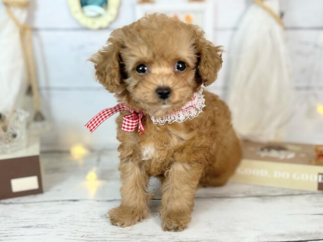 香川県のトイプードル(トイ) (ワンキャラット アミーゴ屋島店/2026年1月12日生まれ/女の子/オレンジフォーン)の子犬の2枚目の画像