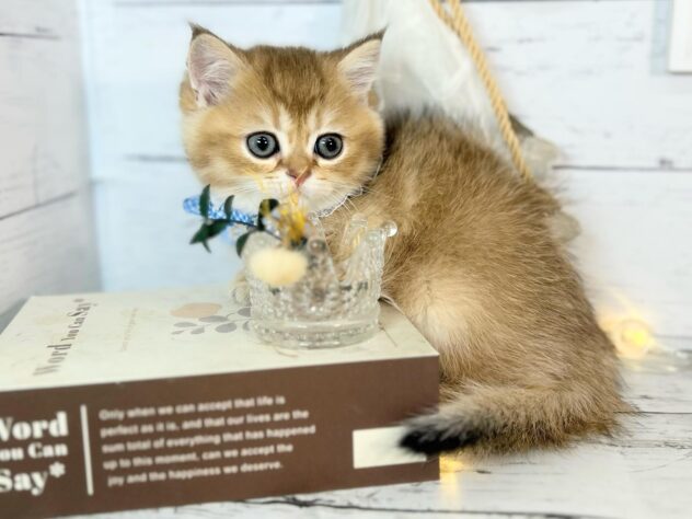 香川県のブリティッシュショートヘアー (ワンキャラット アミーゴ屋島店/2026年1月14日生まれ/男の子/ブラックゴールデンシェーデット)の子猫の3枚目の画像