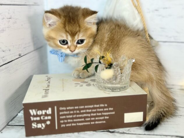 香川県のブリティッシュショートヘアー (ワンキャラット アミーゴ屋島店/2026年1月14日生まれ/男の子/ブラックゴールデンシェーデット)の子猫の2枚目の画像