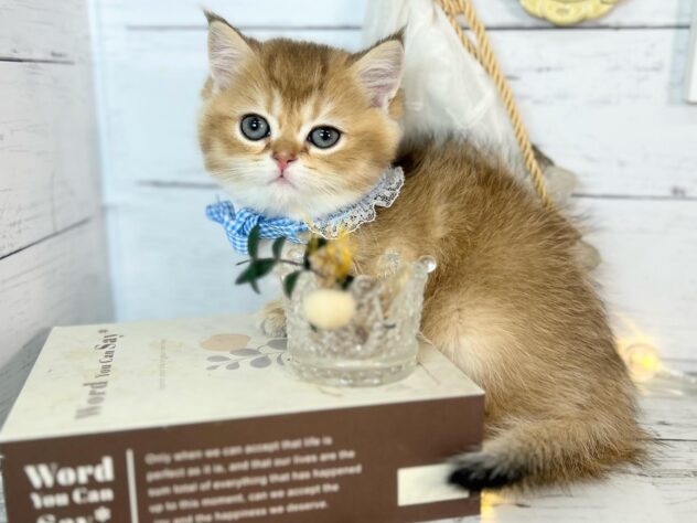 香川県のブリティッシュショートヘアー (ワンキャラット アミーゴ屋島店/2026年1月14日生まれ/男の子/ブラックゴールデンシェーデット)の子猫の1枚目の画像