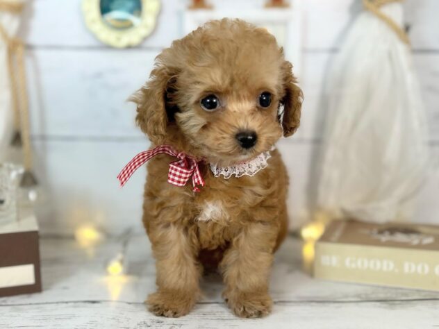 香川県のトイプードル(トイ) (ワンキャラット アミーゴ屋島店/2026年1月12日生まれ/女の子/オレンジフォーン)の子犬の1枚目の画像