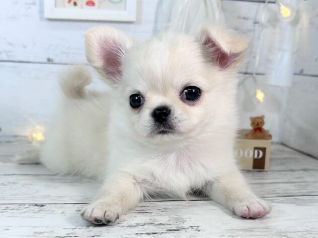 香川県のチワワ(ロング) (ワンキャラット アミーゴ屋島店/2026年1月15日生まれ/男の子/クリームホワイト)の子犬