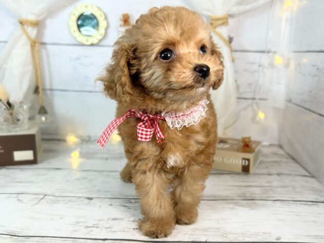 香川県のトイプードル(トイ) (ワンキャラット アミーゴ屋島店/2026年1月12日生まれ/女の子/オレンジフォーン)の子犬の3枚目の画像