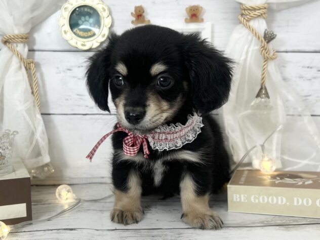 香川県のハーフ犬・ミックス犬 (ワンキャラット アミーゴ屋島店/2026年1月21日生まれ/男の子/ブラックタン)の子犬の1枚目の画像