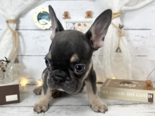香川県のフレンチブルドッグ (ワンキャラット アミーゴ屋島店/2025年12月5日生まれ/男の子/ブルータン)の子犬の3枚目の画像