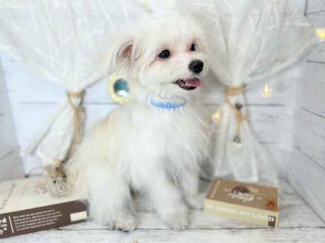 香川県のハーフ犬・ミックス犬 (ワンキャラット アミーゴ屋島店/2025年8月31日生まれ/男の子/クリームホワイト)の子犬の3枚目の画像