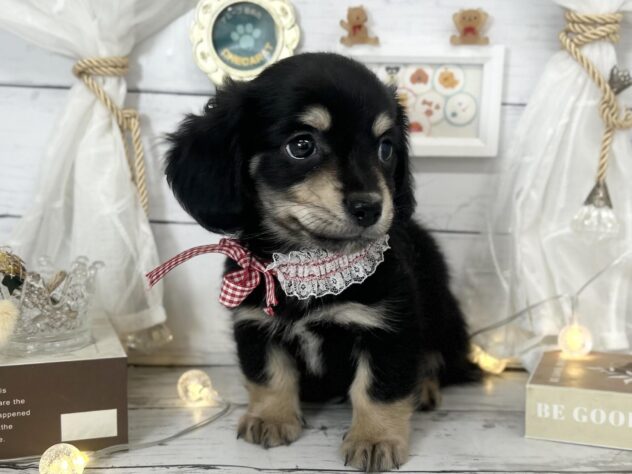 香川県のハーフ犬・ミックス犬 (ワンキャラット アミーゴ屋島店/2026年1月21日生まれ/男の子/ブラックタン)の子犬の2枚目の画像