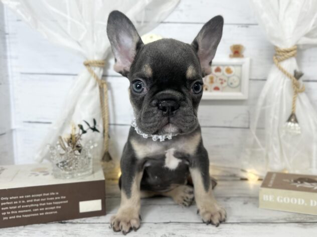 香川県のフレンチブルドッグ (ワンキャラット アミーゴ屋島店/2025年12月5日生まれ/男の子/ブルータン)の子犬の1枚目の画像
