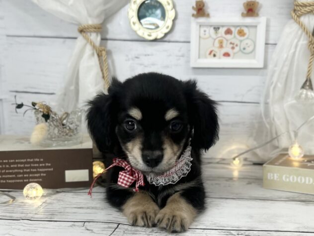 香川県のハーフ犬・ミックス犬 (ワンキャラット アミーゴ屋島店/2026年1月21日生まれ/男の子/ブラックタン)の子犬の3枚目の画像