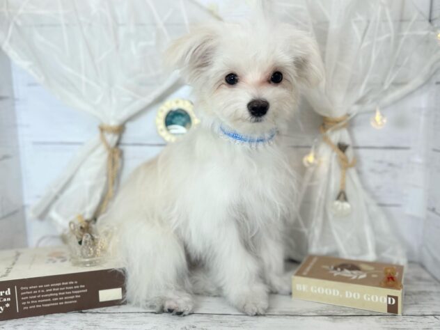 香川県のハーフ犬・ミックス犬 (ワンキャラット アミーゴ屋島店/2025年8月31日生まれ/男の子/クリームホワイト)の子犬の2枚目の画像