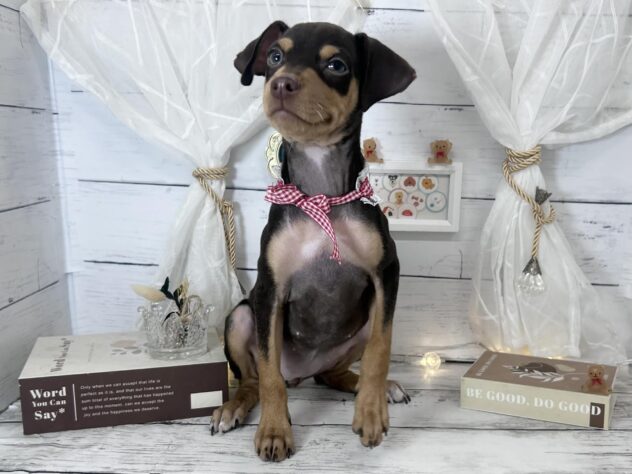 香川県のミニチュアピンシャー (ワンキャラット アミーゴ屋島店/2025年11月23日生まれ/女の子/チョコレートタン)の子犬