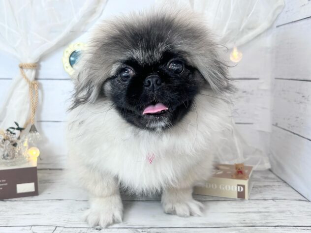 香川県のペキニーズ (ワンキャラット アミーゴ屋島店/2025年10月23日生まれ/女の子/フォーン)の子犬の2枚目の画像