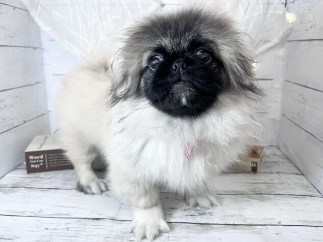 香川県のペキニーズ (ワンキャラット アミーゴ屋島店/2025年10月23日生まれ/女の子/フォーン)の子犬の3枚目の画像