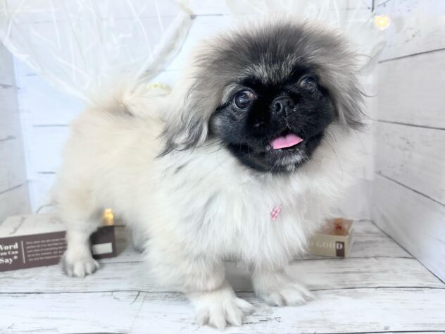 香川県のペキニーズ (ワンキャラット アミーゴ屋島店/2025年10月23日生まれ/女の子/フォーン)の子犬の1枚目の画像