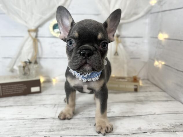 香川県のフレンチブルドッグ (ワンキャラット アミーゴ屋島店/2025年12月5日生まれ/男の子/ブルータン)の子犬の2枚目の画像