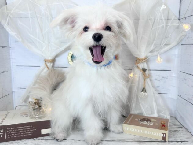 香川県のハーフ犬・ミックス犬 (ワンキャラット アミーゴ屋島店/2025年8月31日生まれ/男の子/クリームホワイト)の子犬の1枚目の画像