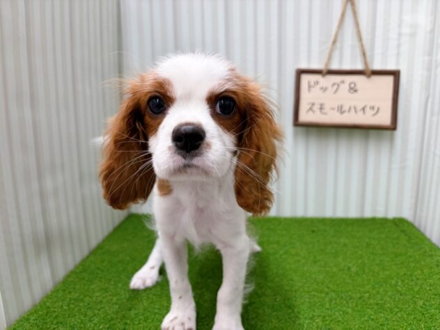 岡山県のキャバリアキングチャールズスパニエル (アミーゴ倉敷店/2026年1月3日生まれ/男の子/ブレンハイム)の子犬の2枚目の画像