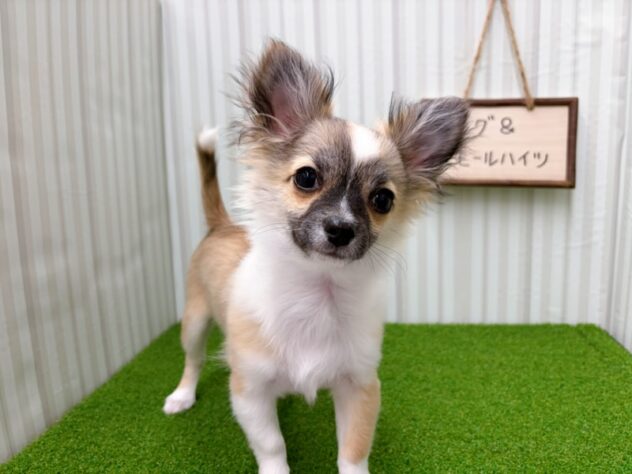 岡山県のチワワ(ロング) (アミーゴ倉敷店/2025年11月16日生まれ/男の子/レッドホワイト)の子犬の2枚目の画像